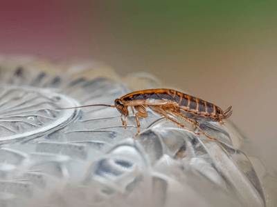 About Pest Control Experts - pest control services experts in Texas
